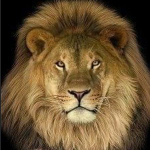 BEST NEW FAV FUTURE 2027 GRAND ROYAL TIGER LION LUX KING GFHBTLSEA HIPHOP MB BY DJ LEGACY GET