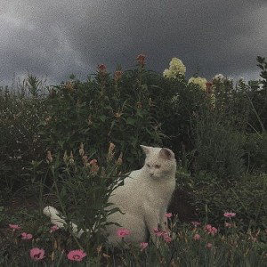 Футболочки помяты