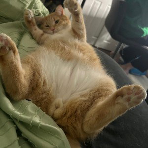 Dougie Dougie 