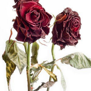 Les roses fanées 🥀