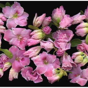 Azaleas 