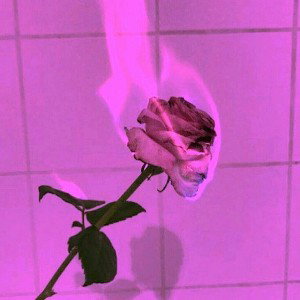 RØ$A : 𝕵𝖊𝖆𝖓𝖕𝖆 