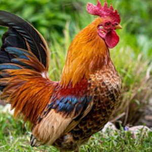 The rooster