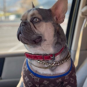 PuroAmorKennels- FRENCHIE MONEY(PROD. HidoMusic)