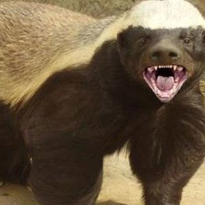 Honey Badger