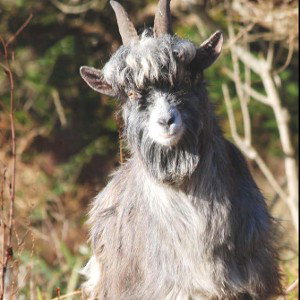 Fuck🖕Irish☘️billy🐍goat🐐