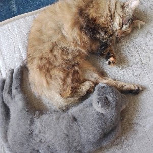Саша