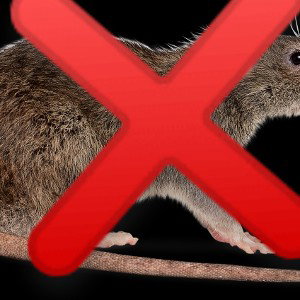 big rat(FREESTYLE)