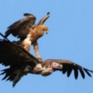 Watched by the voult vulture