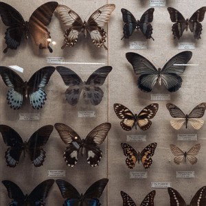 Butterflies 