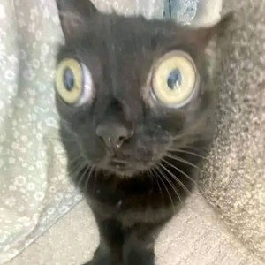 NYX 🥰🥰🥰🥰