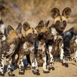 Wild Dawgs