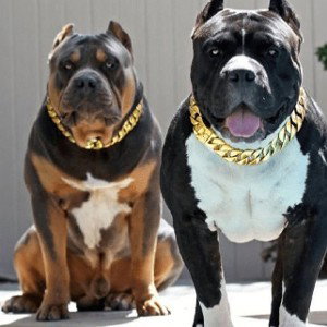 beast of pitbull beat prod. Cardell3x