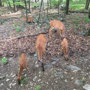 Leader Of The Pack 