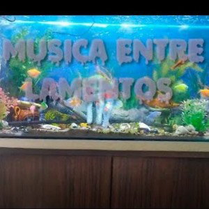 Música entre lamentos - Niz rap 