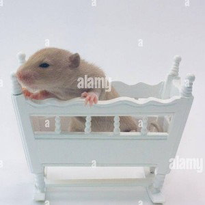 Rat in the crib