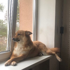 Rapping dog (feat MillaGang)