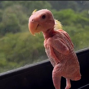 naked bird