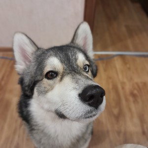 Borntobewolf_8884