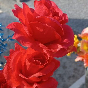 Dikkappa Rosa Con Le Spine 