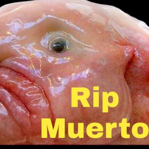 MC_AUTO free rip muerto 