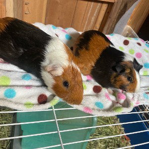 Once upon a time, there was a cute little guinea pig named Wewe. She lived in a cozy cage in a small apartment with her 