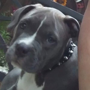 Homicidal pup