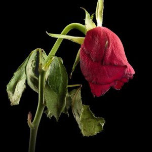 Amour Tétanisé 