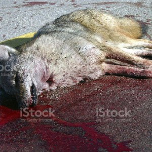 CONDOLENCES,,,🪦🪦🪦OG Wolfpussy & bitchshow 🔪⚰️⚱️🪦🪦🪦🪦