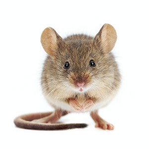 mouse