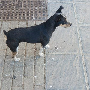 la niña del albaycin 