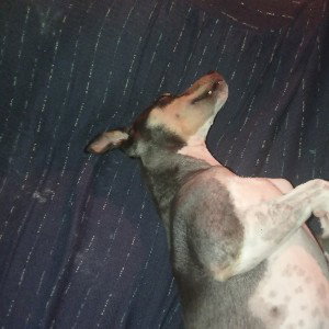 mi compÑero