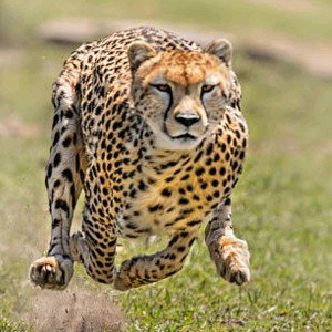 Fast Rush