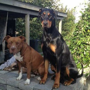 life's a mother dog - take2