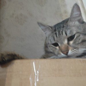 кот