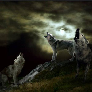 in The Night 