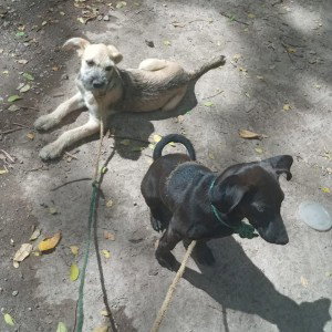 perritos 