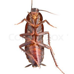 Scared Roach 