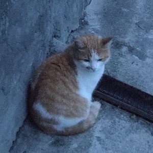Словоблуд