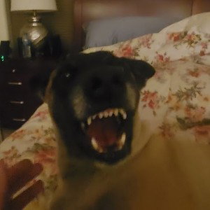 Vern the Bone biter 