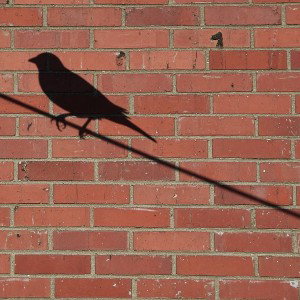 lil bird (offtop freestyle)