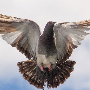 flying 