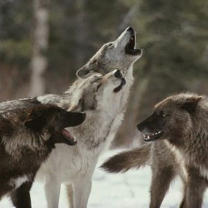 The Pack Survives