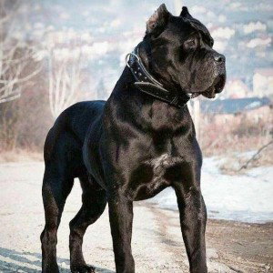 BIG DOG