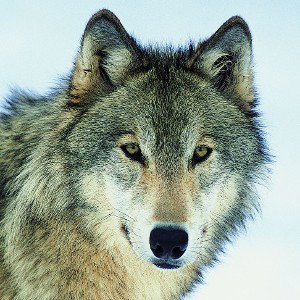 La meute de Loup 🐺🇦🇲