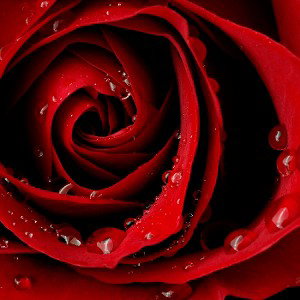 Red Roses Remaster 