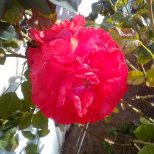 wonderfull  fall 