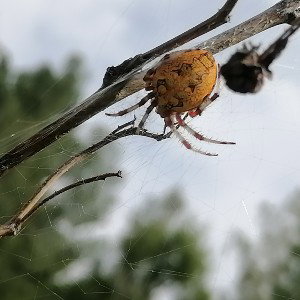 Хотели стать
