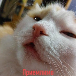 фрист не очень ведь саша не мочет