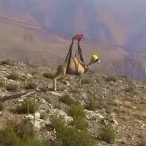 I'm a Camel that's specifically flying over Africa 